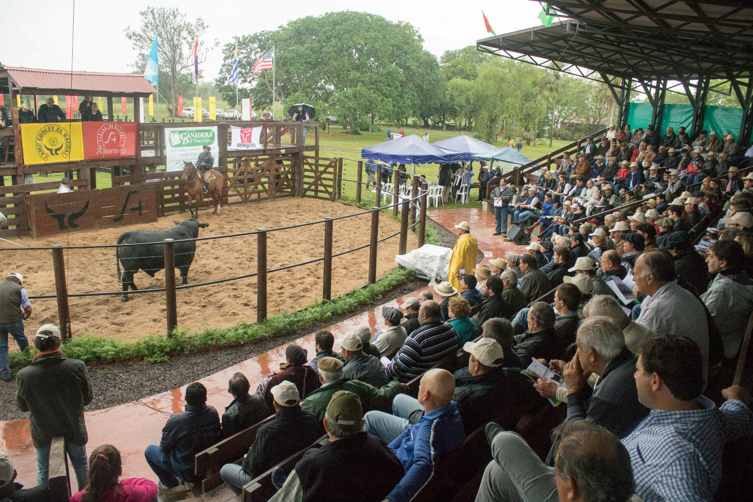 Exitoso remate en El Bagual, a pesar de la persistente lluvia