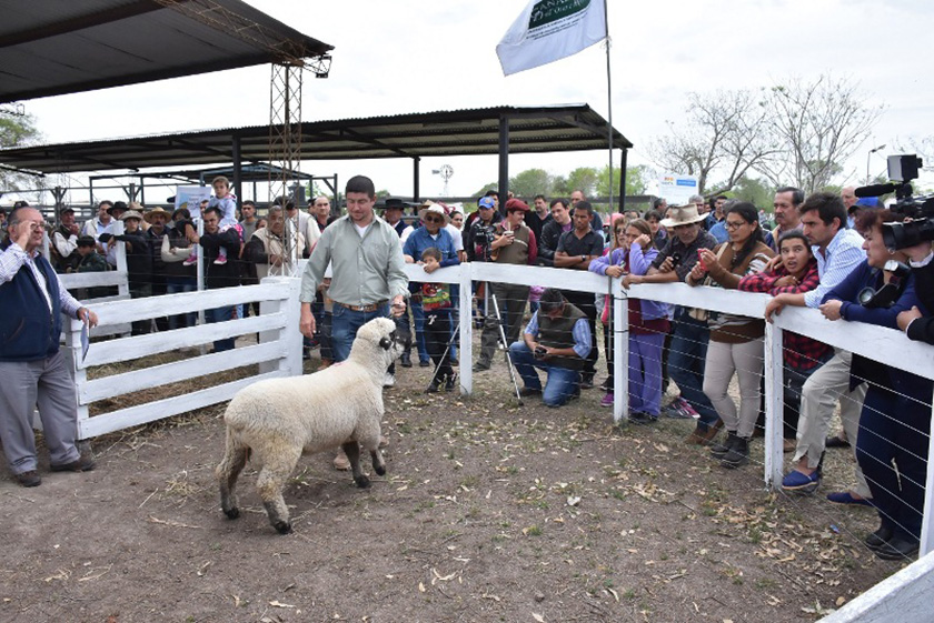 Exitoso expo feria y remate ganadero en Pirané