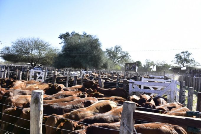 Remate ganadero en El Chorro: “ Esto marcará un antes y después para los productores”