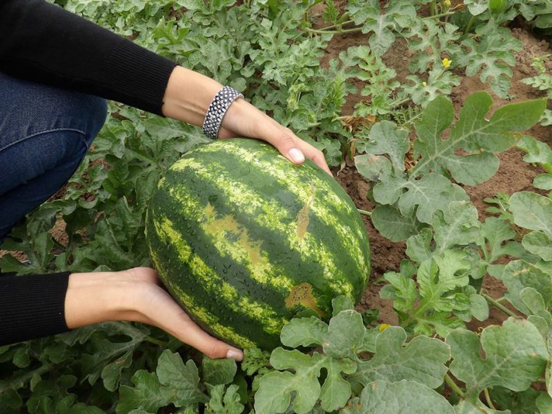 Formosa se adelantó en el país con las primeras sandías de la temporada