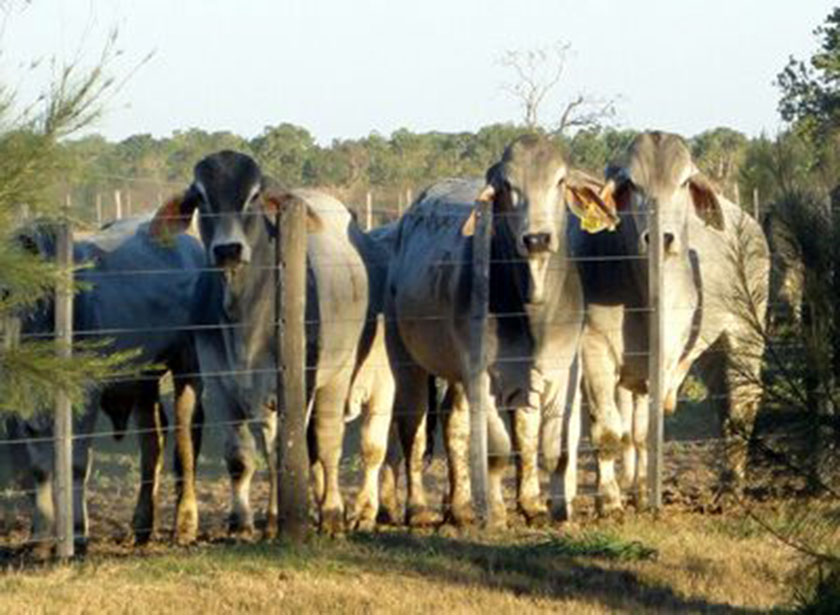 Jornadas ganaderas sobre Brahman