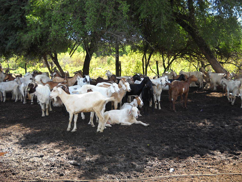 Formosa expuso investigaciones sobre biodiversidad de animales domésticos