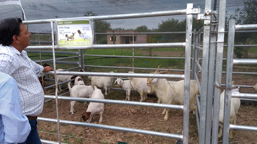 Pozo del Tigre albergo exitosa segunda Expo-feria de Ganado Menor y Hortícola