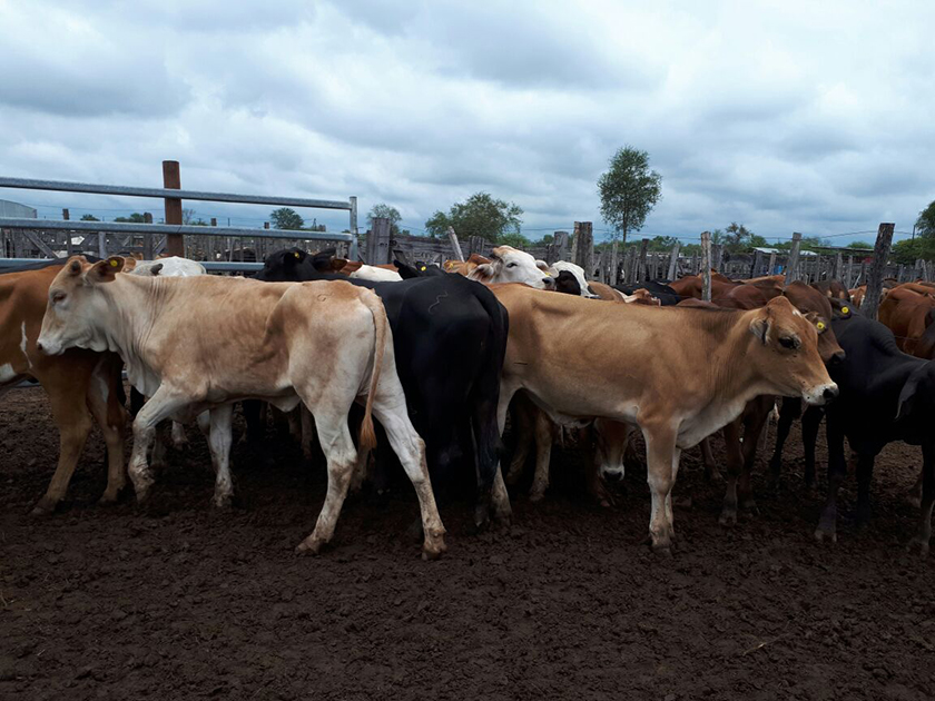 “11º Remate de invernada en la FAPEO” de Ingeniero Juárez