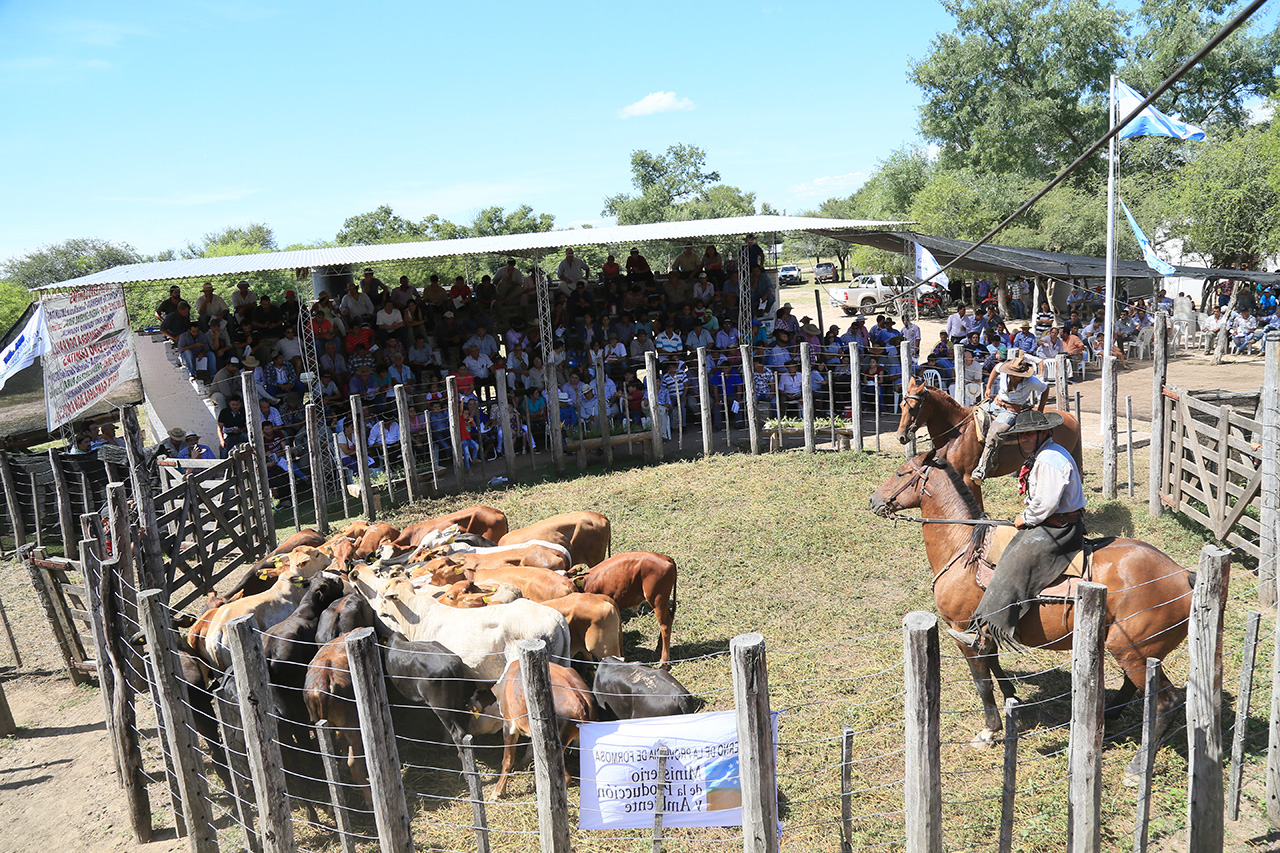 Las Lomitas: 12 mil cabezas rematadas y un resultado de $90 millones en la zona