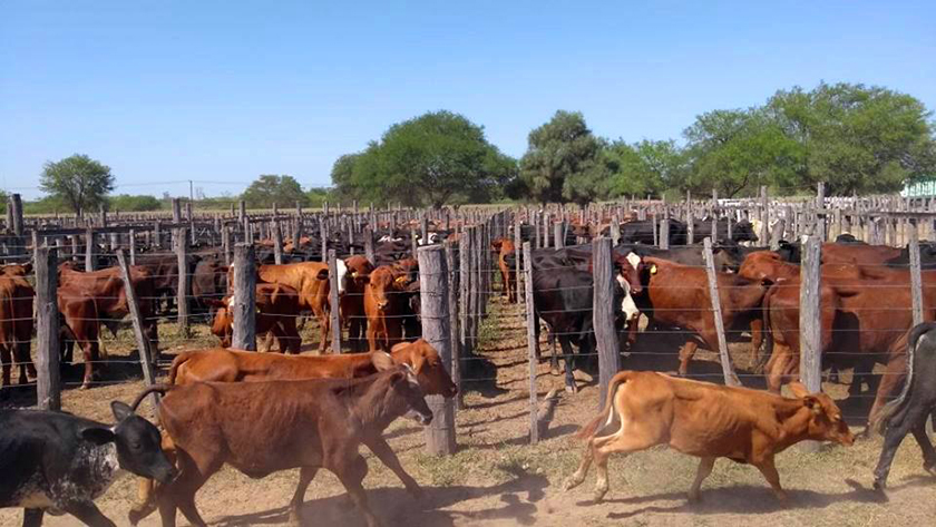 Exitosa Expo Rural se realizó en Fontana