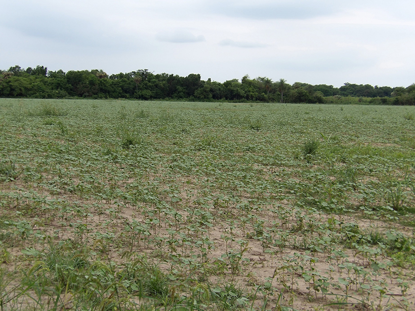 Destacados dirigentes del campo aluden el éxito de la diversificación productiva