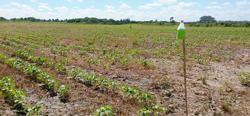El gobierno brinda recursos para proteger las cosechas de algodón