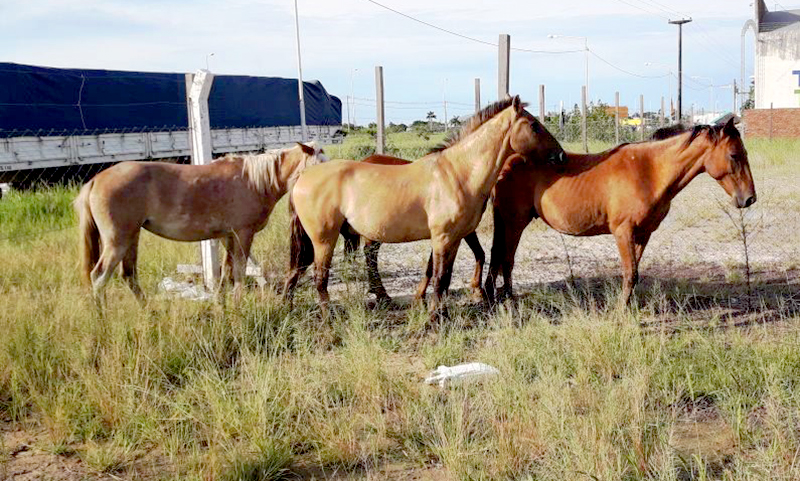 La Policía retiró animales sueltos de la vía pública