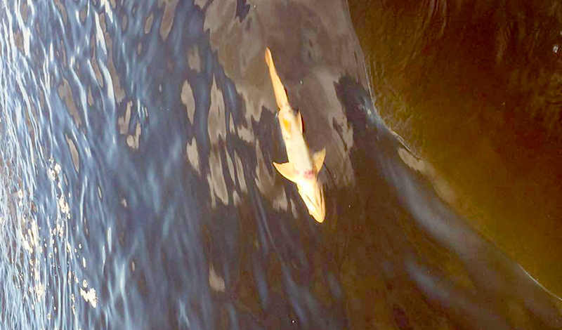 Piden no consumir peces muertos hallados en el rio Paraguay y laguna de Los Indios