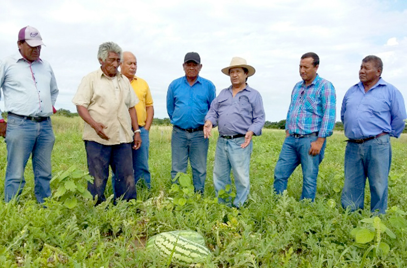 Tienen buen desarrollo los cultivos en chacras de productores aborígenes