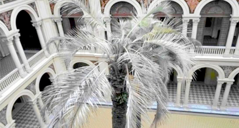 El Gobierno dio marcha atrás con la compra de la palmera