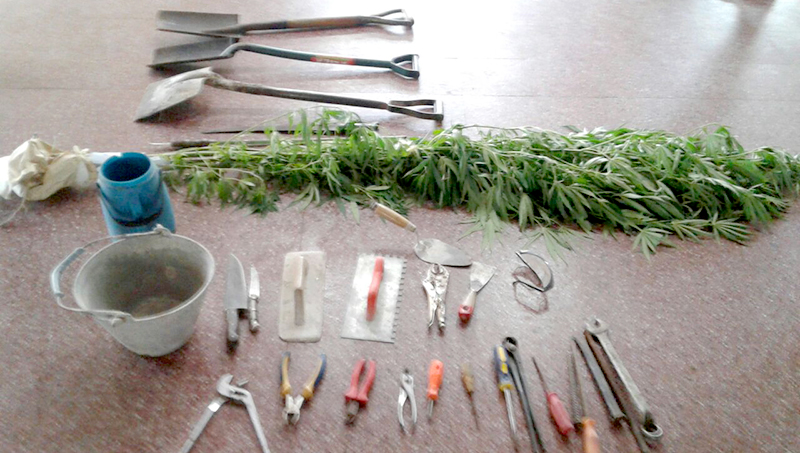 Tras allanamiento la Policía recupero bienes robados y secuestro seis plantas de marihuana