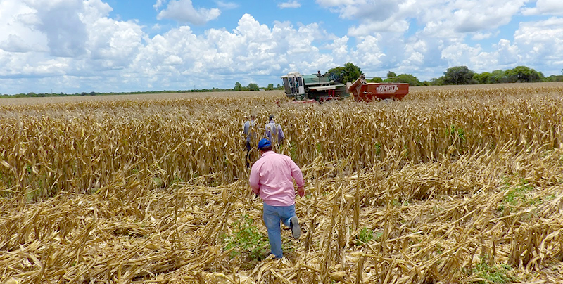 Se cosecharon los primeros lotes de maíz en la provincia