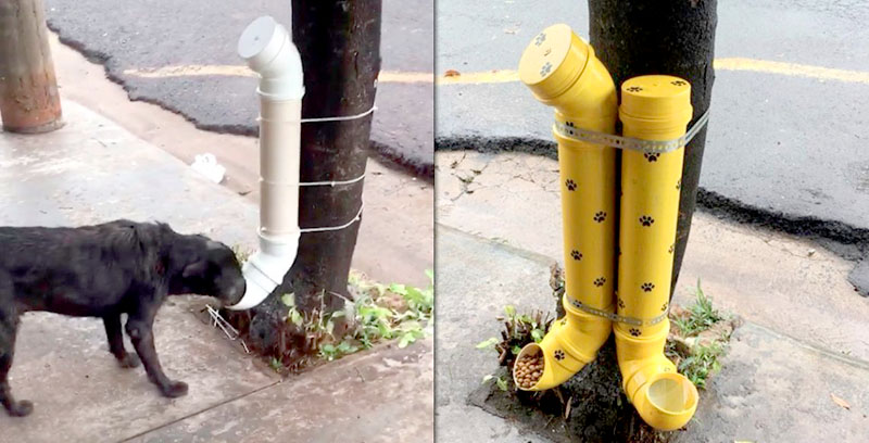 Creó un comedor para perros callejeros y se hizo viral