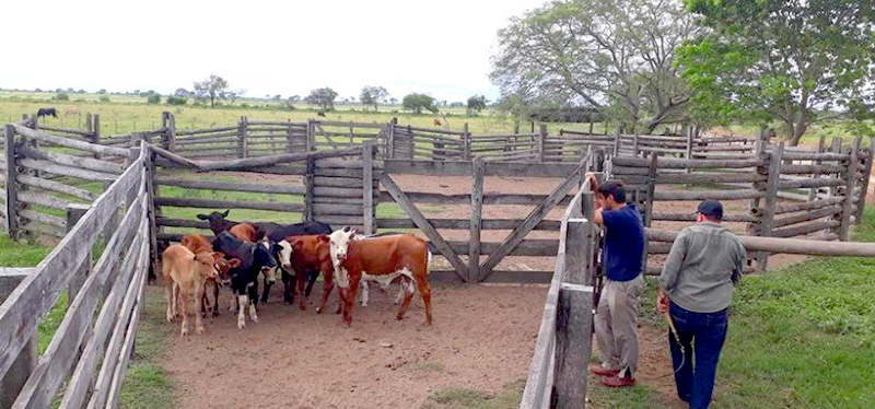 Controles a terneros producto del Plan Toros
