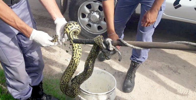 La Policía devolvió a su habitad a una víbora boa curiyú
