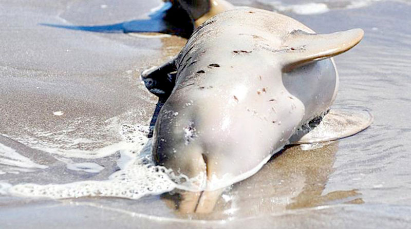 Conmoción por la aparición de 14 delfines muertos en las playas del Partido de la Costa