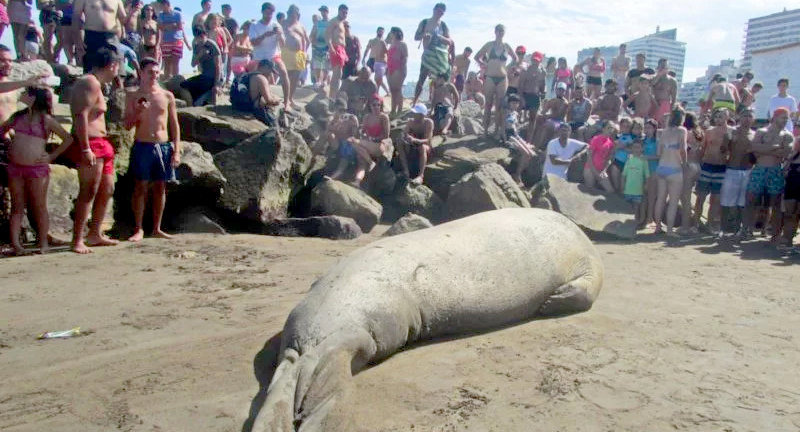 Un elefante marino apareció en una playa de Mar del Plata entre los turistas