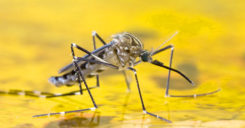 Dienstmaier de Pérez: “Entre Paraguay y Argentina no hay ningún tipo de riesgo por fiebre amarilla”