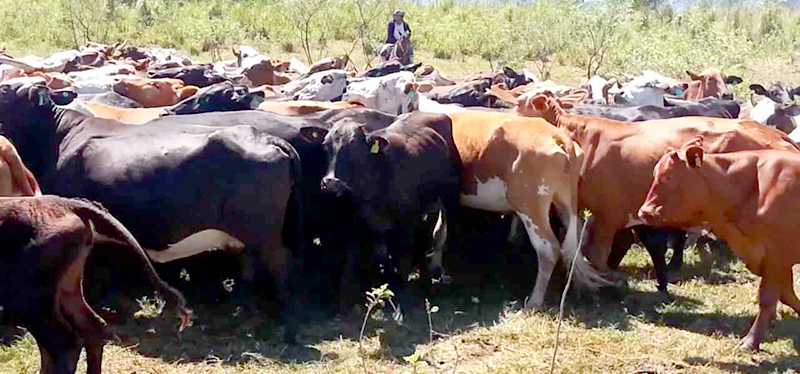 “En Chaco y Formosa, la mitad de las vacas se faenan en negro y debajo de un árbol”