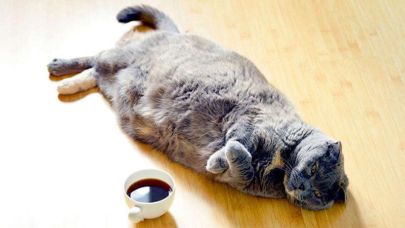 El gato que heredó 30 mil euros