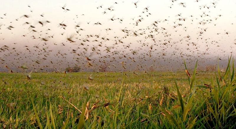 Alerta fitosanitaria: resurge la langosta y amenaza al agro