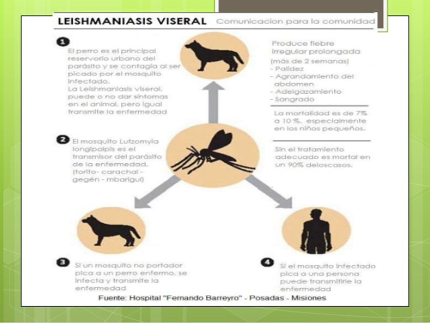 Nuevas acciones en Clorinda para prevenir la leishmaniasis visceral