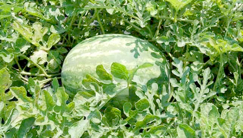 Cuidados a la producción de curcubitáceas en el oeste formoseño