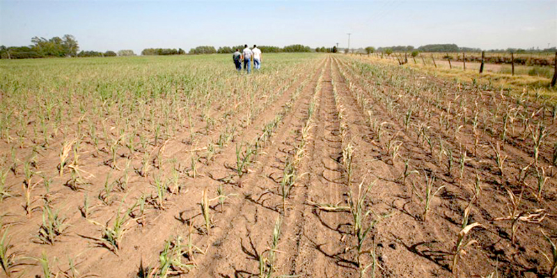 Alerta: la cosecha gruesa entró en zona crítica por la sequía