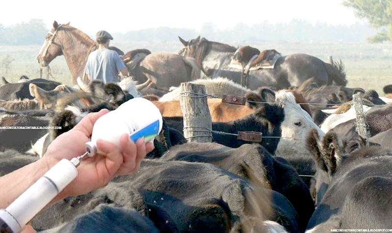 Inicio de la 1° campaña antiaftosa 2018