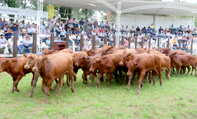 Fiesta Provincial del Ternero y Novillito Formoseño