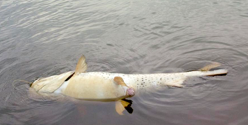 Muerte de peces en el río Paraguay se debió a la disminución de oxígeno