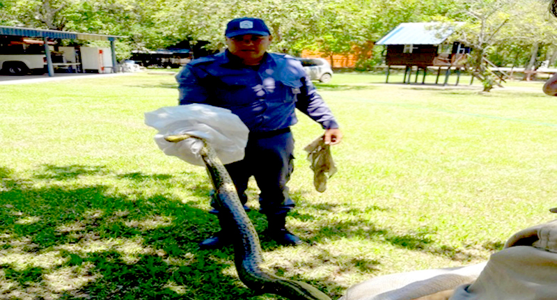 Bernardino Rivadavia: Hallaron una boa curiyú en el patio de una casa