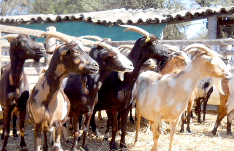 La FAO reconoce como locales a ovejas y cabras criollas formoseñas
