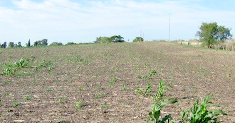 Más de la mitad del maíz y la soja de la Argentina están en regular o malas condiciones