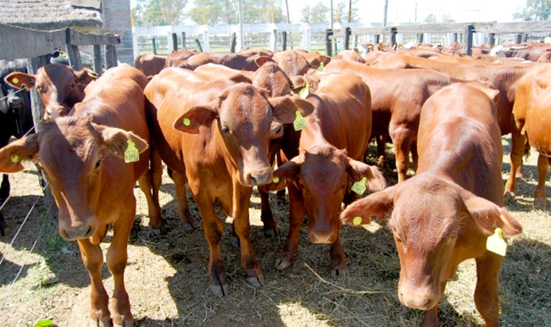2800 animales saldrán a la venta en la Fiesta del Ternero Formoseño