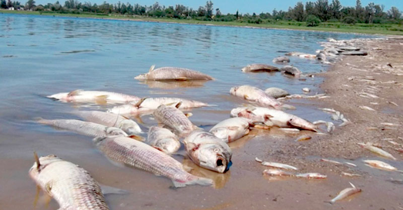Mortandad de peces: Análisis de las aguas descartaron contaminación