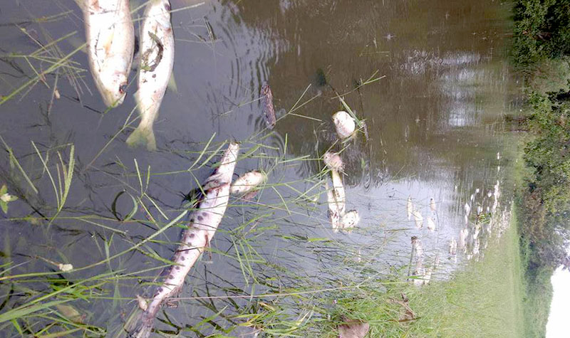 Descartan contaminación de las aguas del río Paraguay por la presencia de agroquímicos