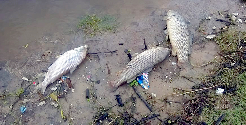 Gutierrez: “Descartamos la presencia de agroquímicos en el agua”