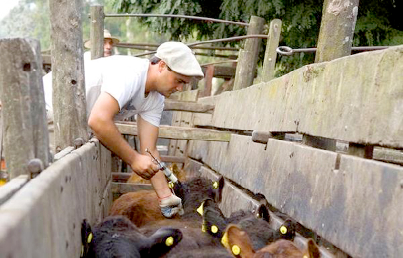 El 5 de marzo comienza la primer campaña antiaftosa-antibrucélica