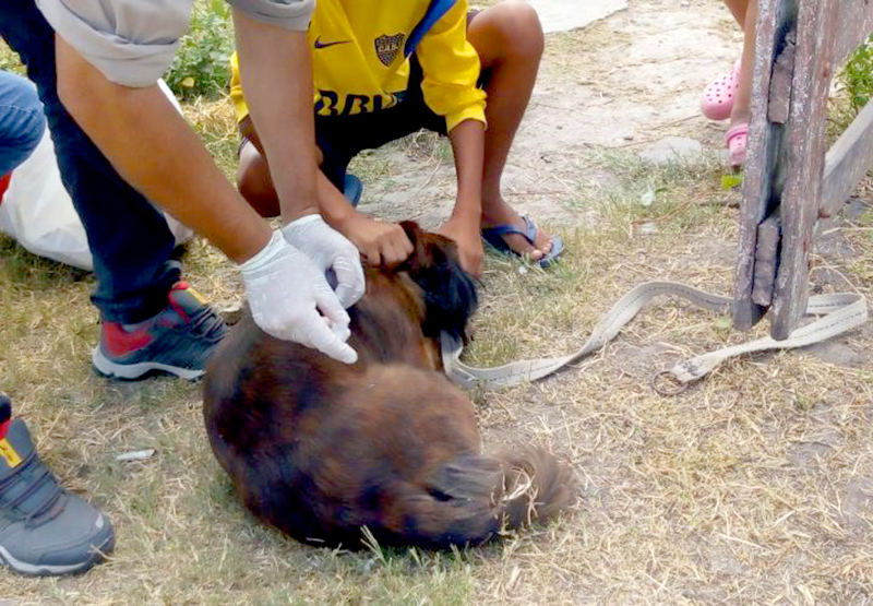 Nuevas jornadas de vacunación antirrábica y desparasitación