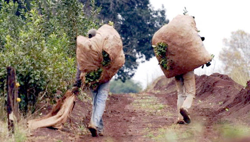 Yerba mate: siguen sin llegar a un acuerdo de precios y se aproxima la próxima campaña