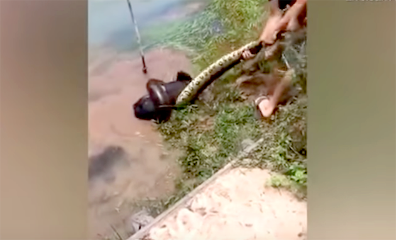 Video viral: el dramático rescate de un perro al que una anaconda arrastró hasta un río para comérselo