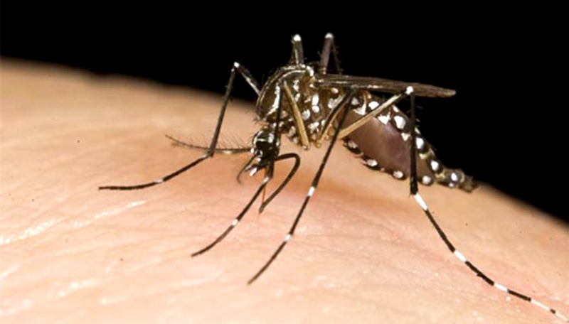 Dengue: Son 93 los casos confirmados