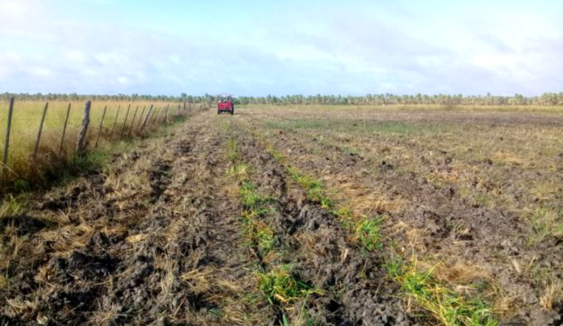 Producen semilleros de pasturas en la región del norte provincial