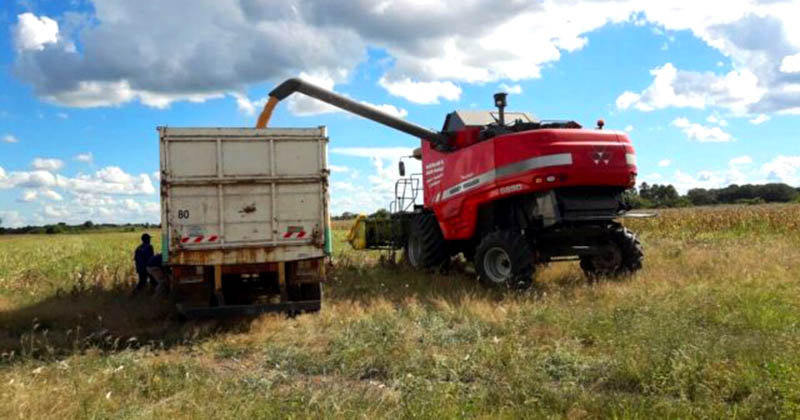 Se ha triplicado la producción de maíz en la provincia