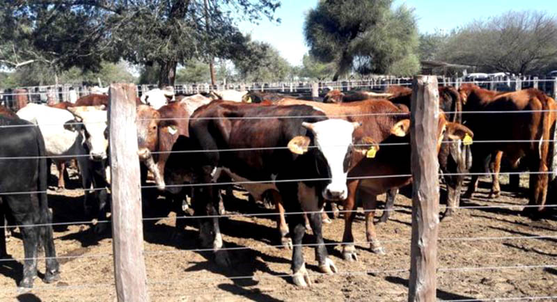 Comunidades aborígenes participarán del remate de la Sociedad Rural Las Lomitas