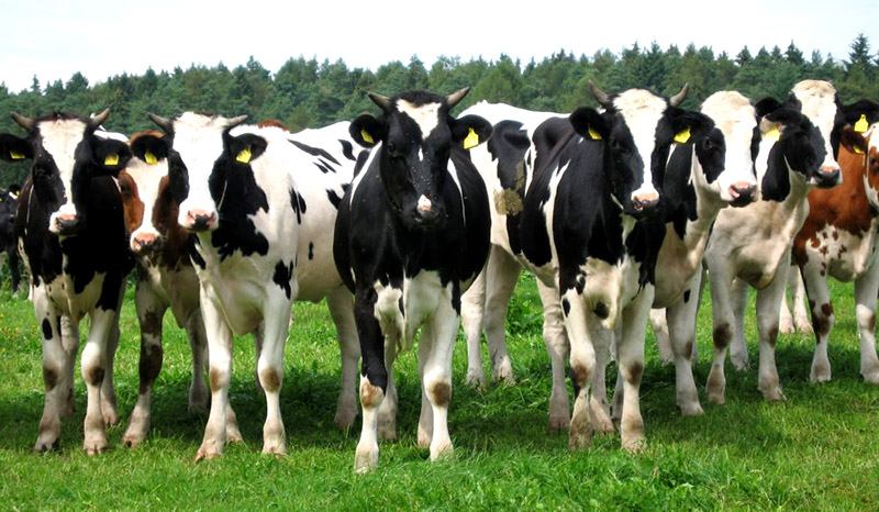 Nueva Zelanda sacrificará 150.000 vacas con el fin de erradicar una grave enfermedad