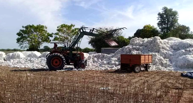 Producción de algodón: Ya se acopió el 50% de esta campaña